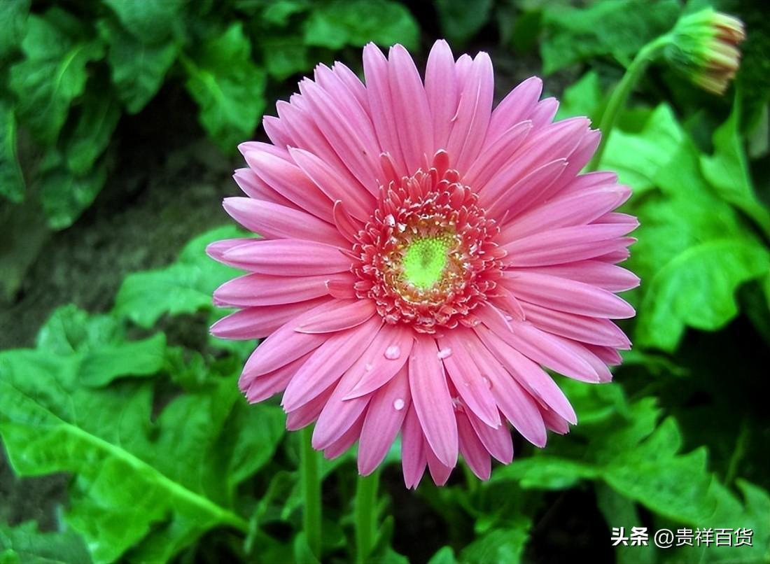 世界上最美的花有哪些_你知道吗