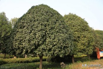 种什么树今后最值钱_中国十大最贵的树木