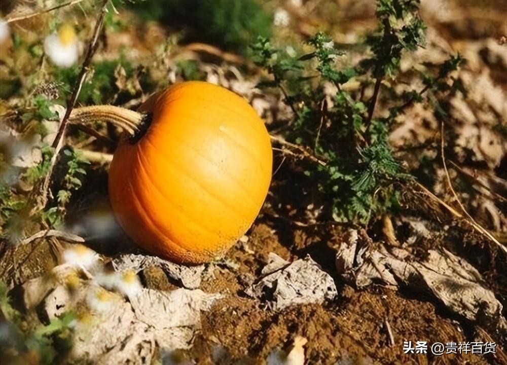 家里为什么不能种南瓜_种南瓜的讲究