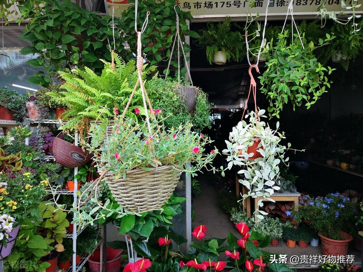 冬天如何养花_冬天养花的技巧
