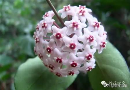 攀藤植物有哪些_可以做成花墙或门廊的攀藤植物