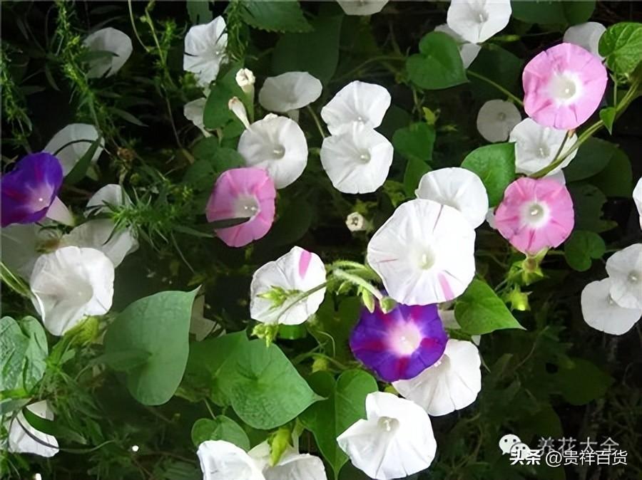 攀藤植物有哪些_可以做成花墙或门廊的攀藤植物