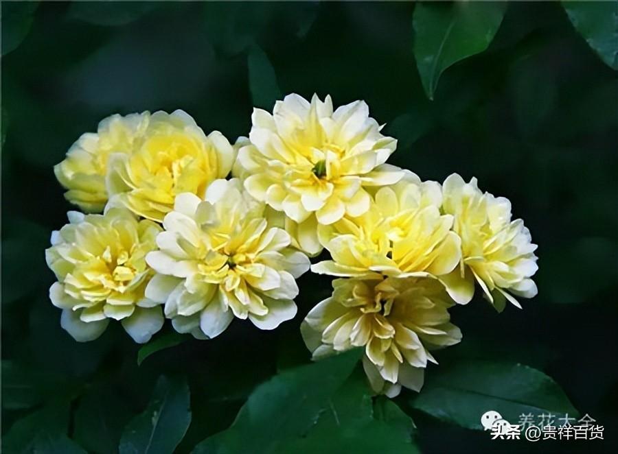攀藤植物有哪些_可以做成花墙或门廊的攀藤植物