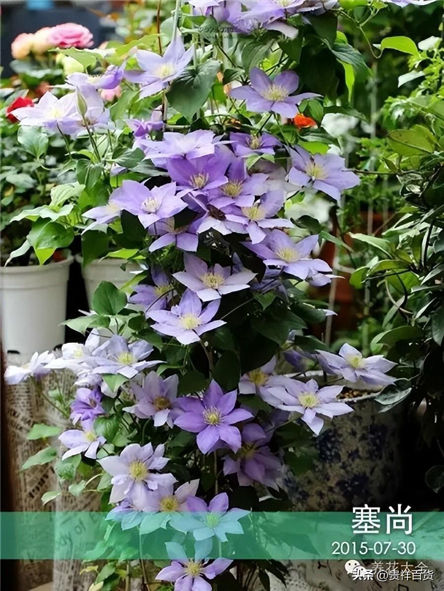 攀藤植物有哪些_可以做成花墙或门廊的攀藤植物