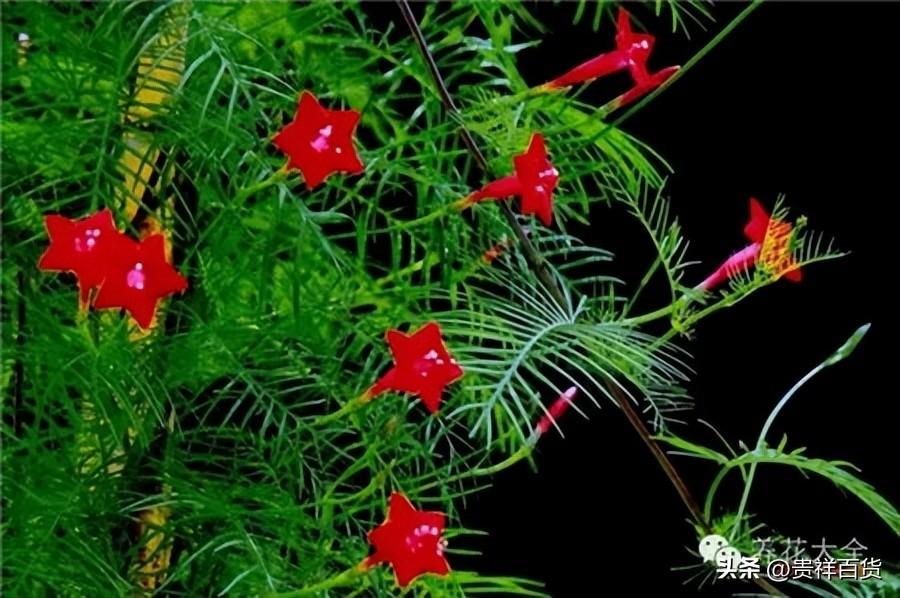 攀藤植物有哪些_可以做成花墙或门廊的攀藤植物