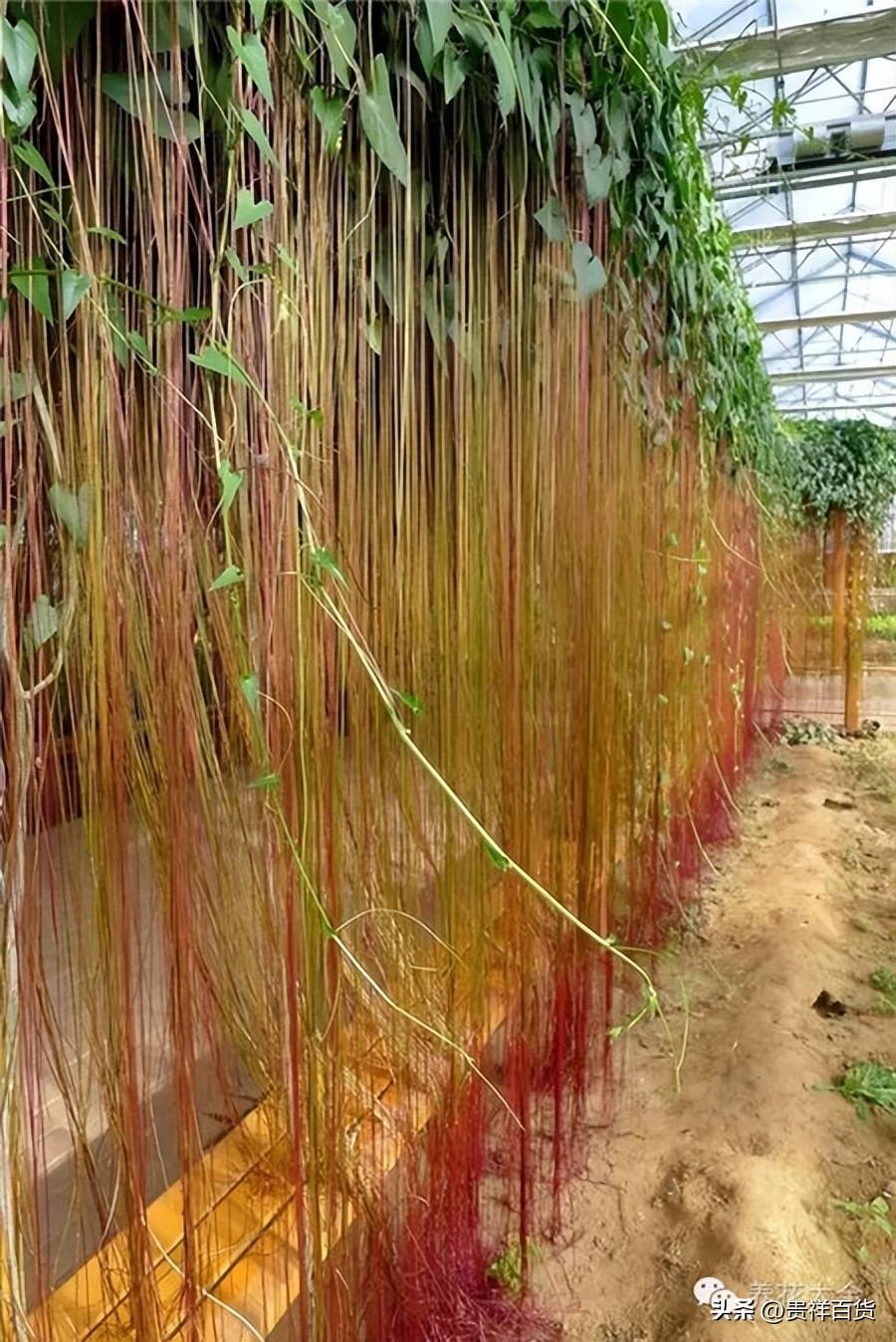 攀藤植物有哪些_可以做成花墙或门廊的攀藤植物