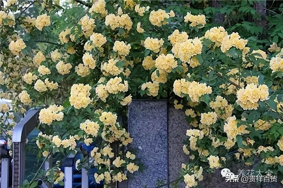攀藤植物有哪些_可以做成花墙或门廊的攀藤植物