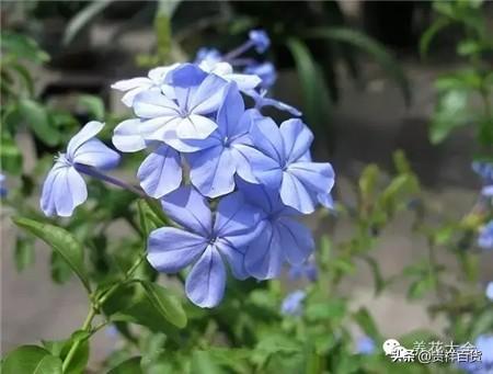 攀藤植物有哪些_可以做成花墙或门廊的攀藤植物