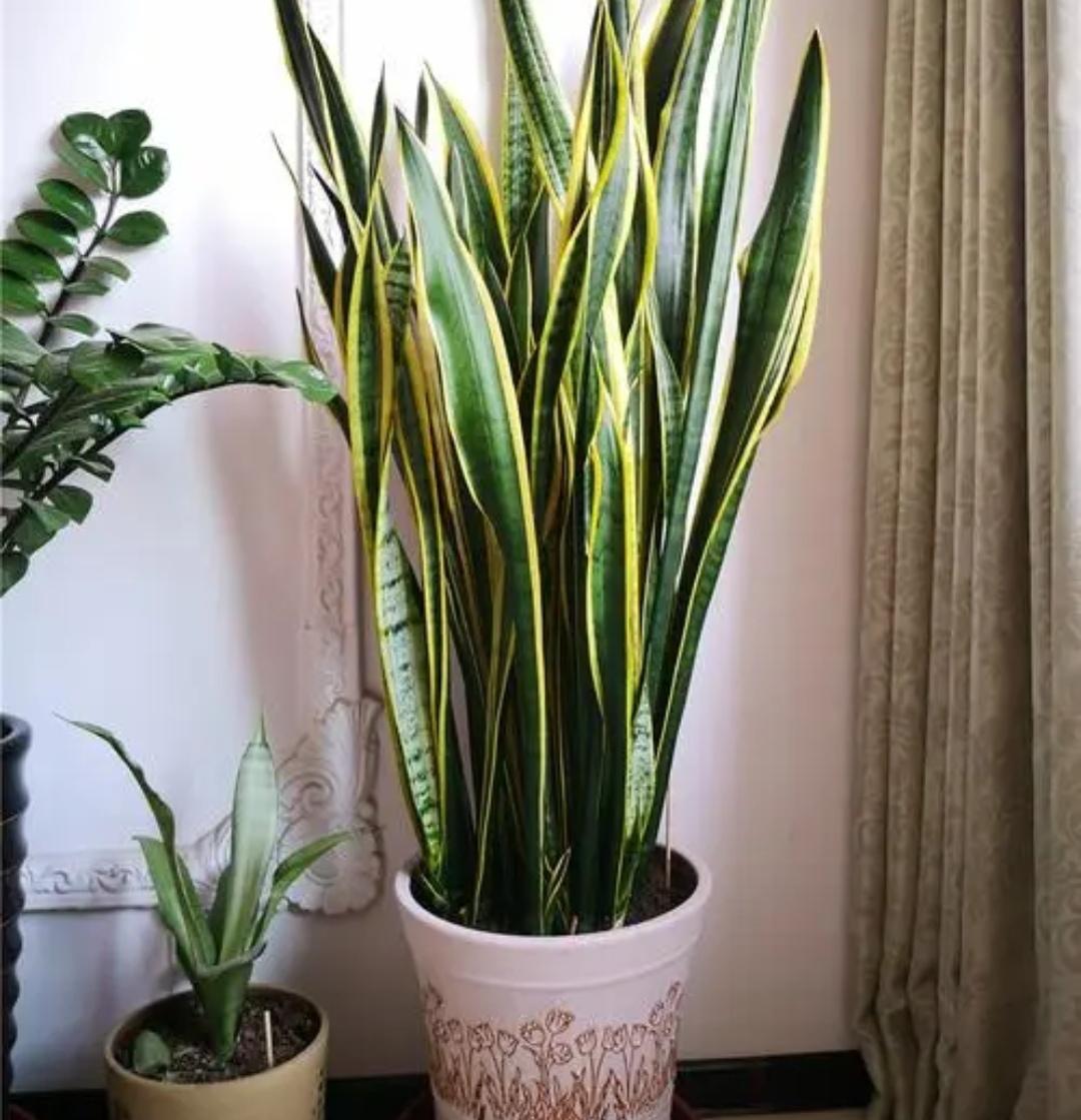 卧室适合养什么植物_适合卧室养的植物大全
