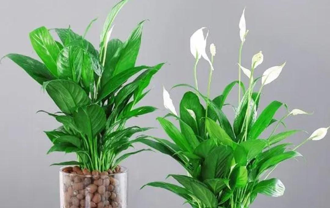 卧室适合养什么植物_适合卧室养的植物大全