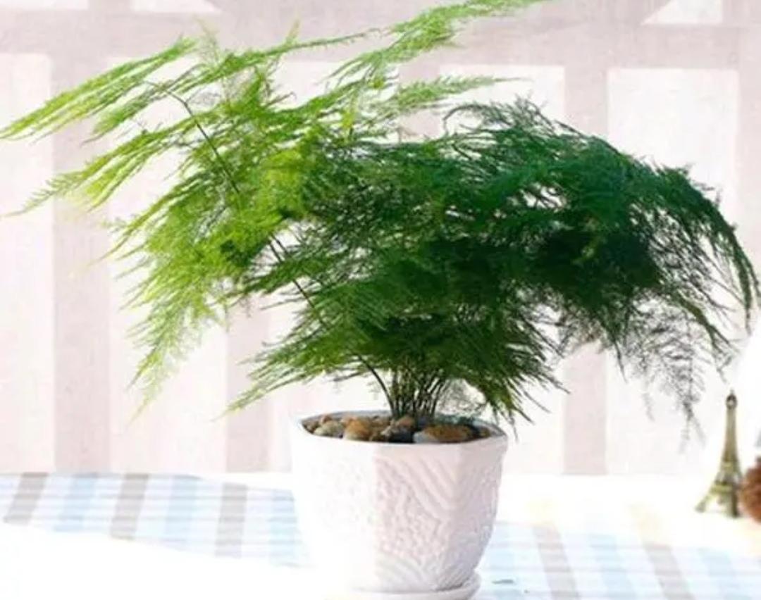 卧室适合养什么植物_适合卧室养的植物大全