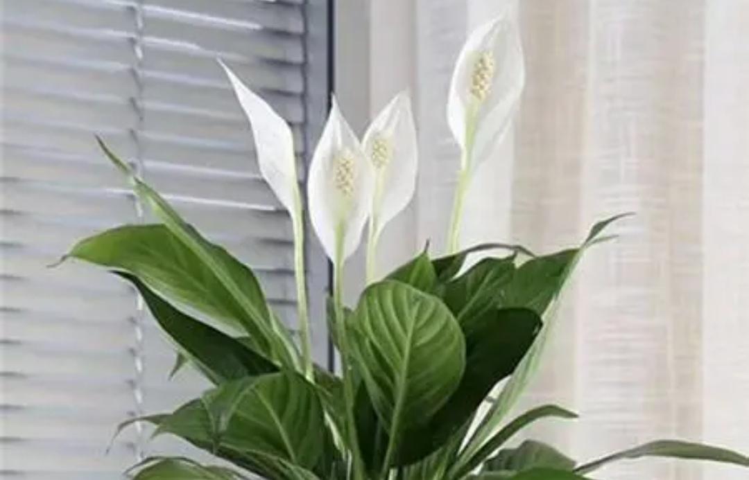 卧室适合养什么植物_适合卧室养的植物大全