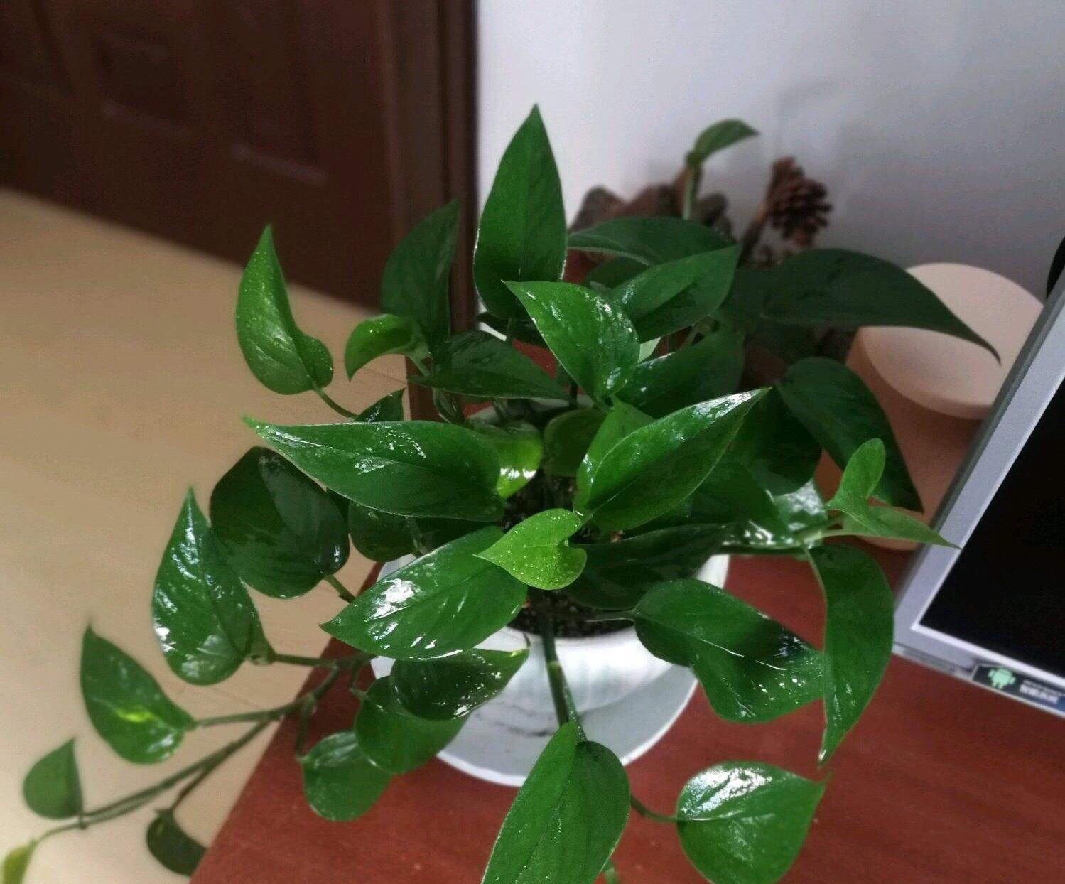 绿萝适合放在哪里养_绿萝的养殖方法