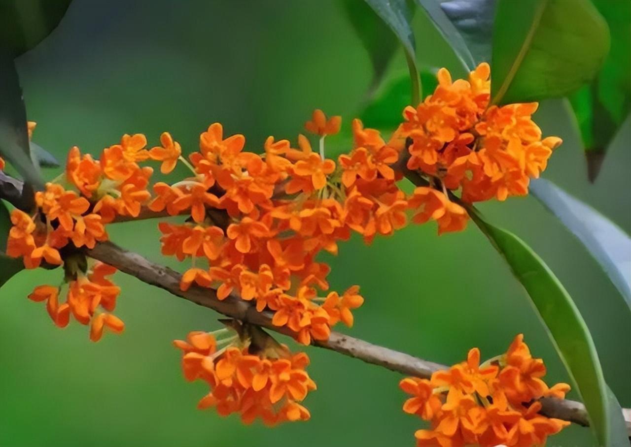 中国十大名花有哪些_中国十大名花排行榜