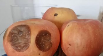苹果烂了一小块还能吃吗_答案来了
