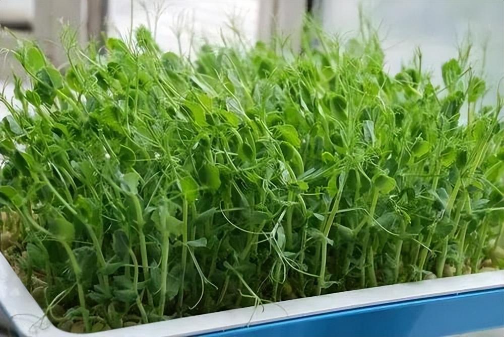 油菜叶芹菜叶有什么好处_蔬菜叶的营养价值