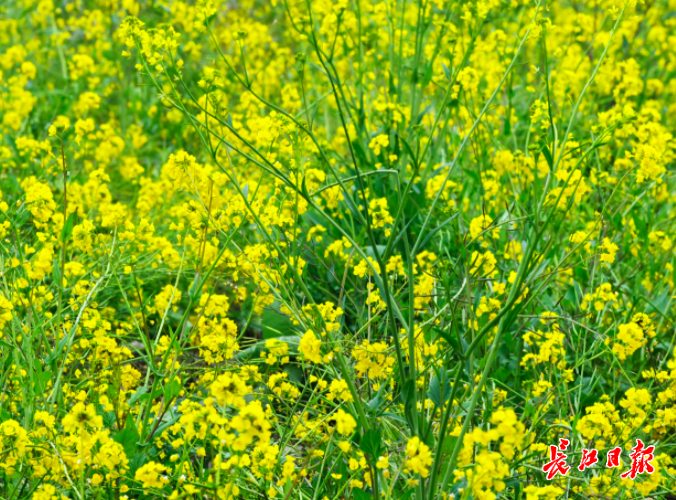 春天去哪里看油菜花_武汉周边油菜花攻略