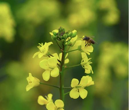 春天去哪里看油菜花_武汉周边油菜花攻略
