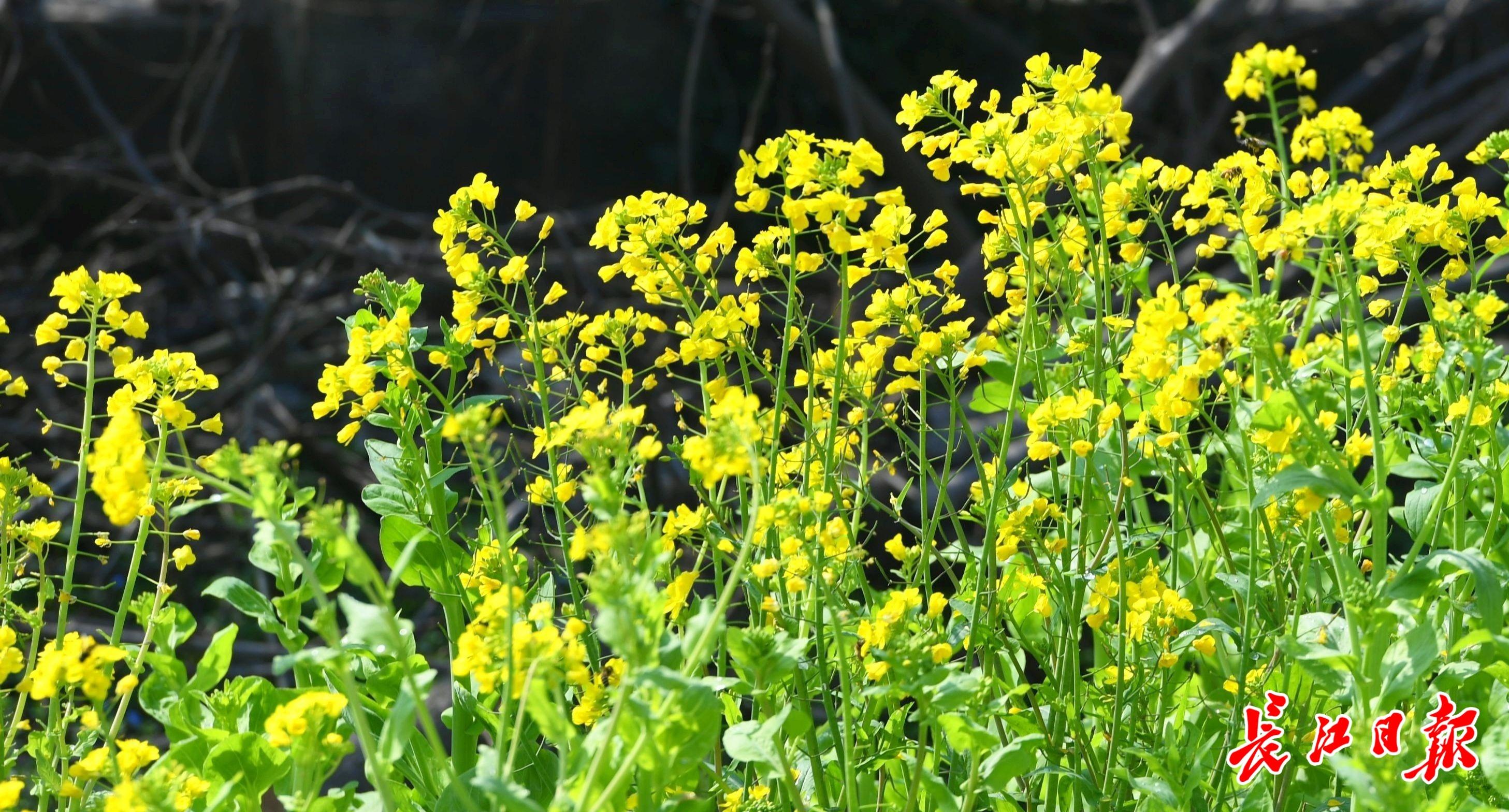 春天去哪里看油菜花_武汉周边油菜花攻略