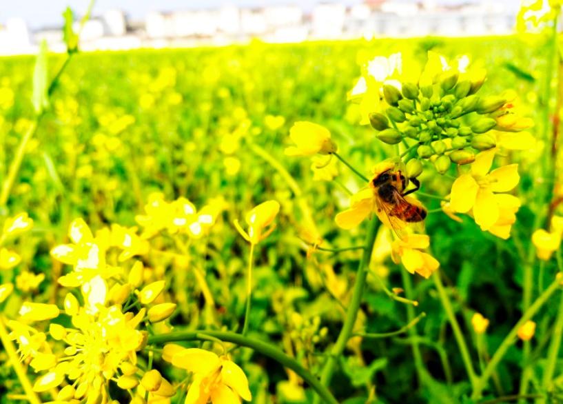 春天去哪里看油菜花_武汉周边油菜花攻略