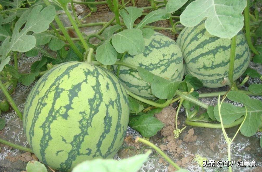西瓜怎么挑最甜_西瓜的挑选方法
