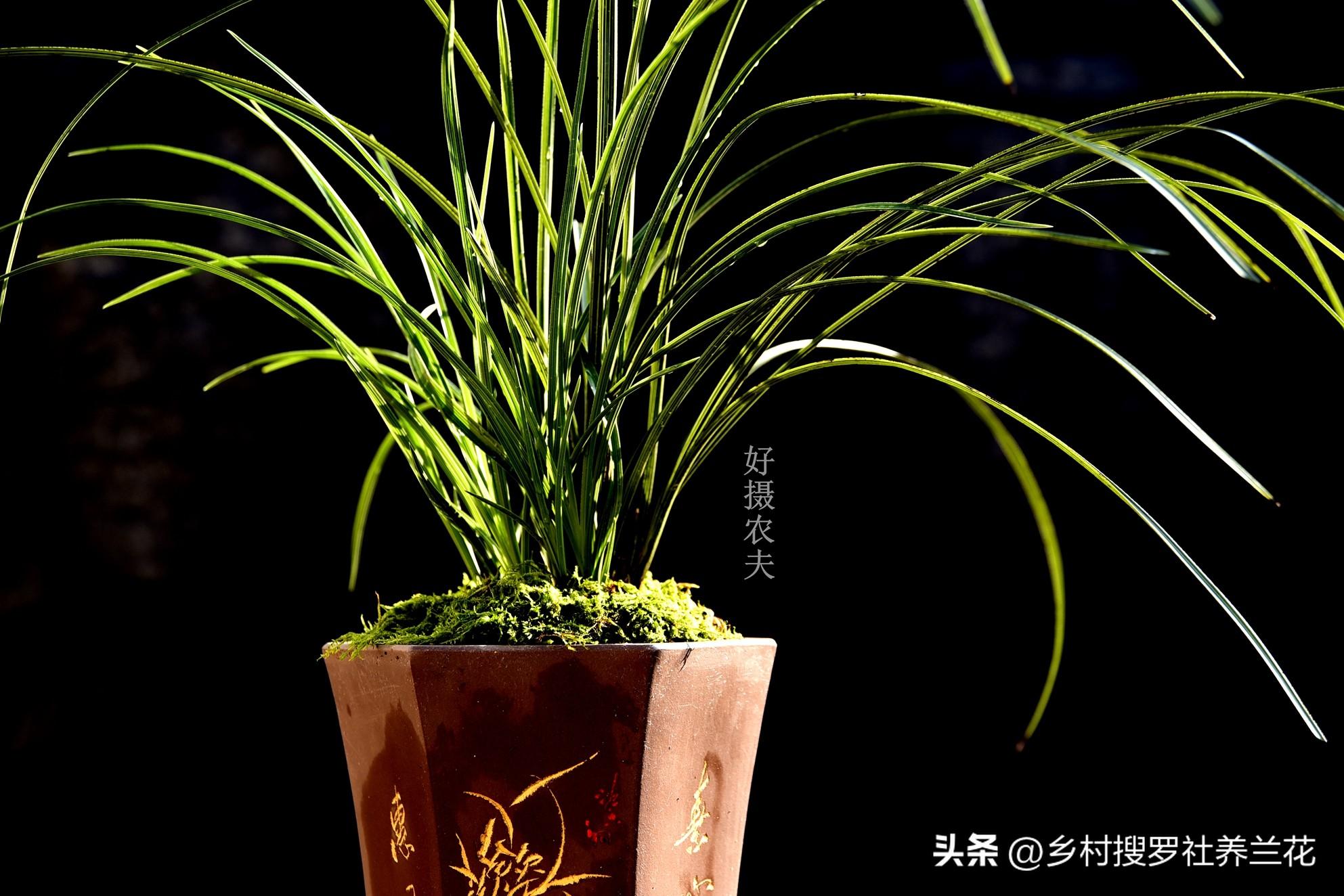 兰花怎样管理_兰花怎样养殖