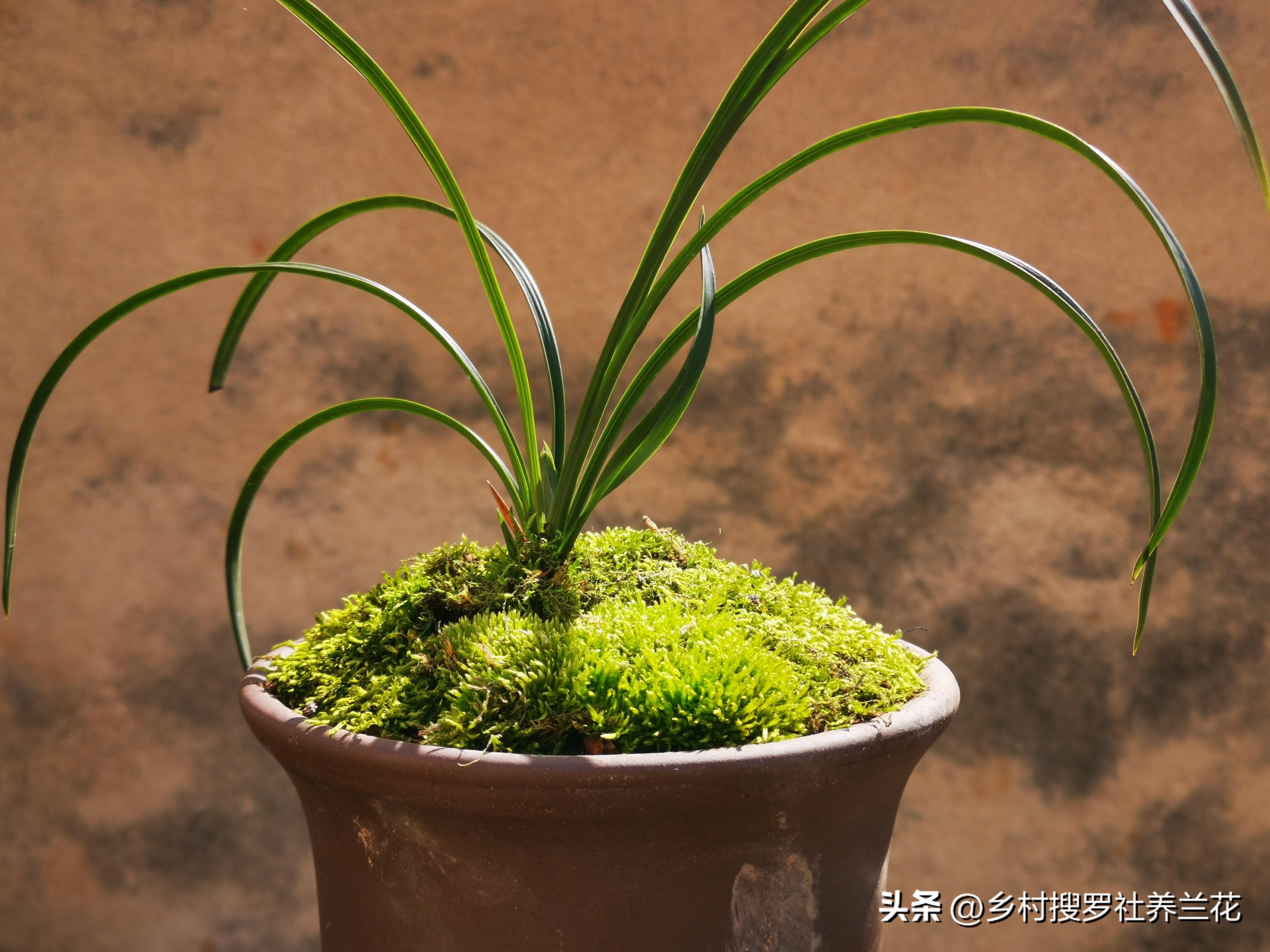 兰花怎样管理_兰花怎样养殖