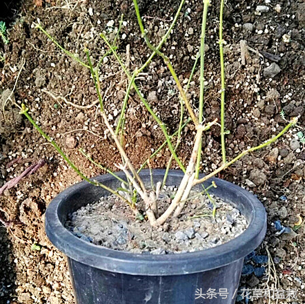 茉莉花怎么换盆_茉莉花换盆方法