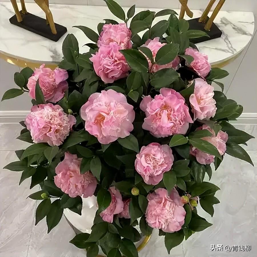 山茶花怎么繁殖_山茶花繁殖技术