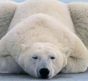 哪些动物要冬眠_需要冬眠的动物种类