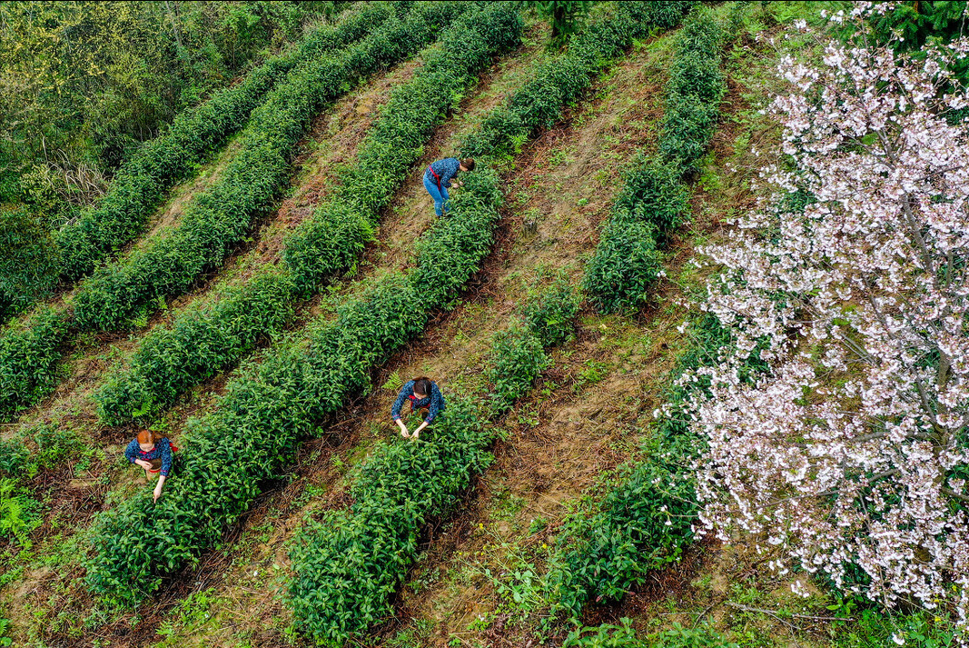 名茶有哪些牌子_中国的5大名茶