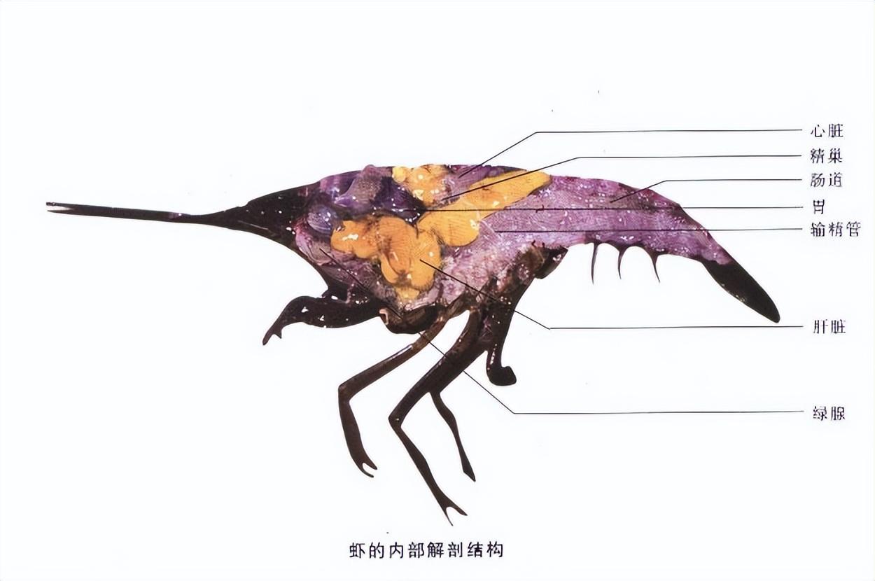 虾黄究竟是什么_龙虾的保存及注意事项