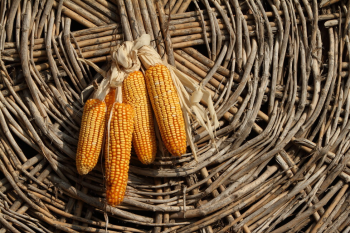 甜玉米与糯玉米该怎么选_甜玉米与糯玉米的区别