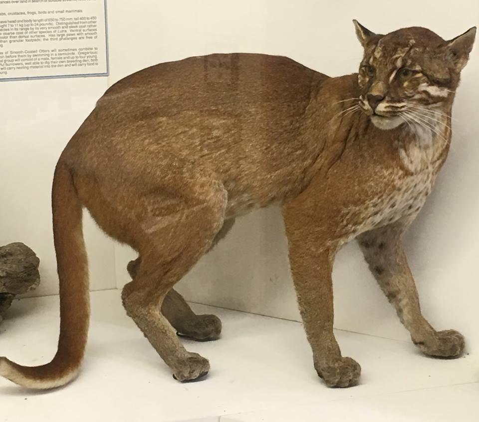 传说中的猛兽彪究竟是何物_一文解答