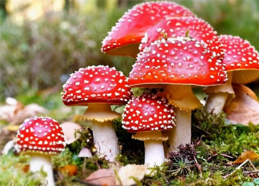 野生毒菌毒素有多强_野生毒菌的毒素和辨别