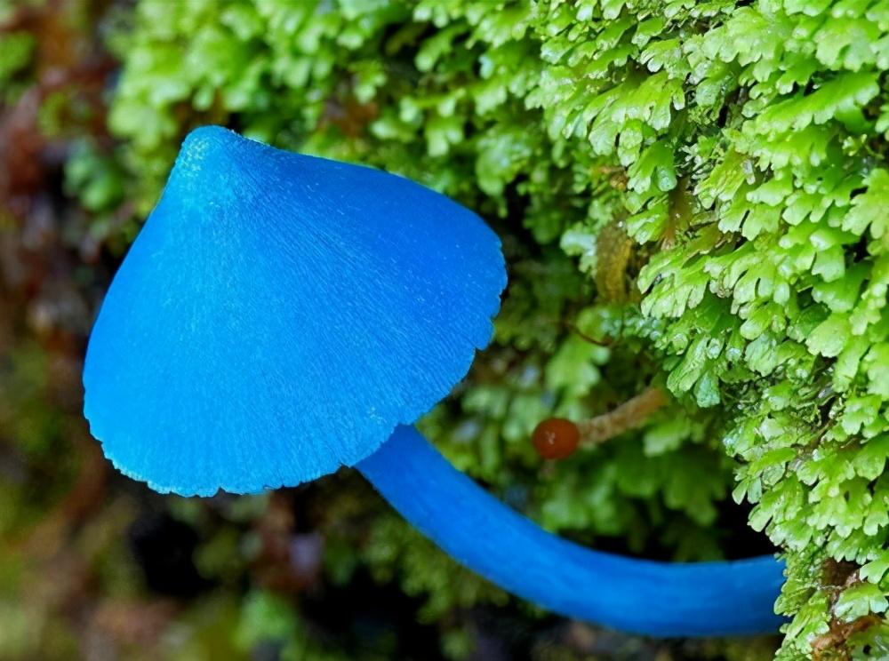 野生毒菌毒素有多强_野生毒菌的毒素和辨别