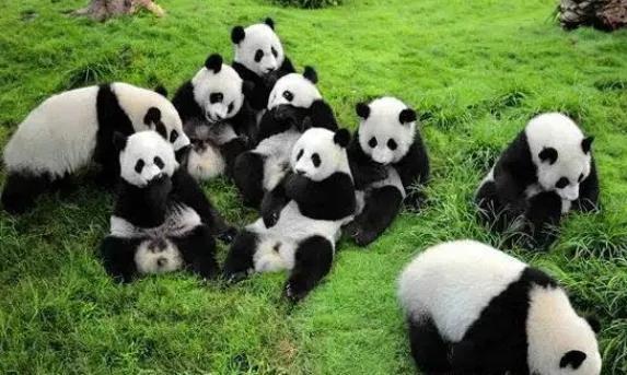 大熊猫为什么被视为中国的国宝_一文解答