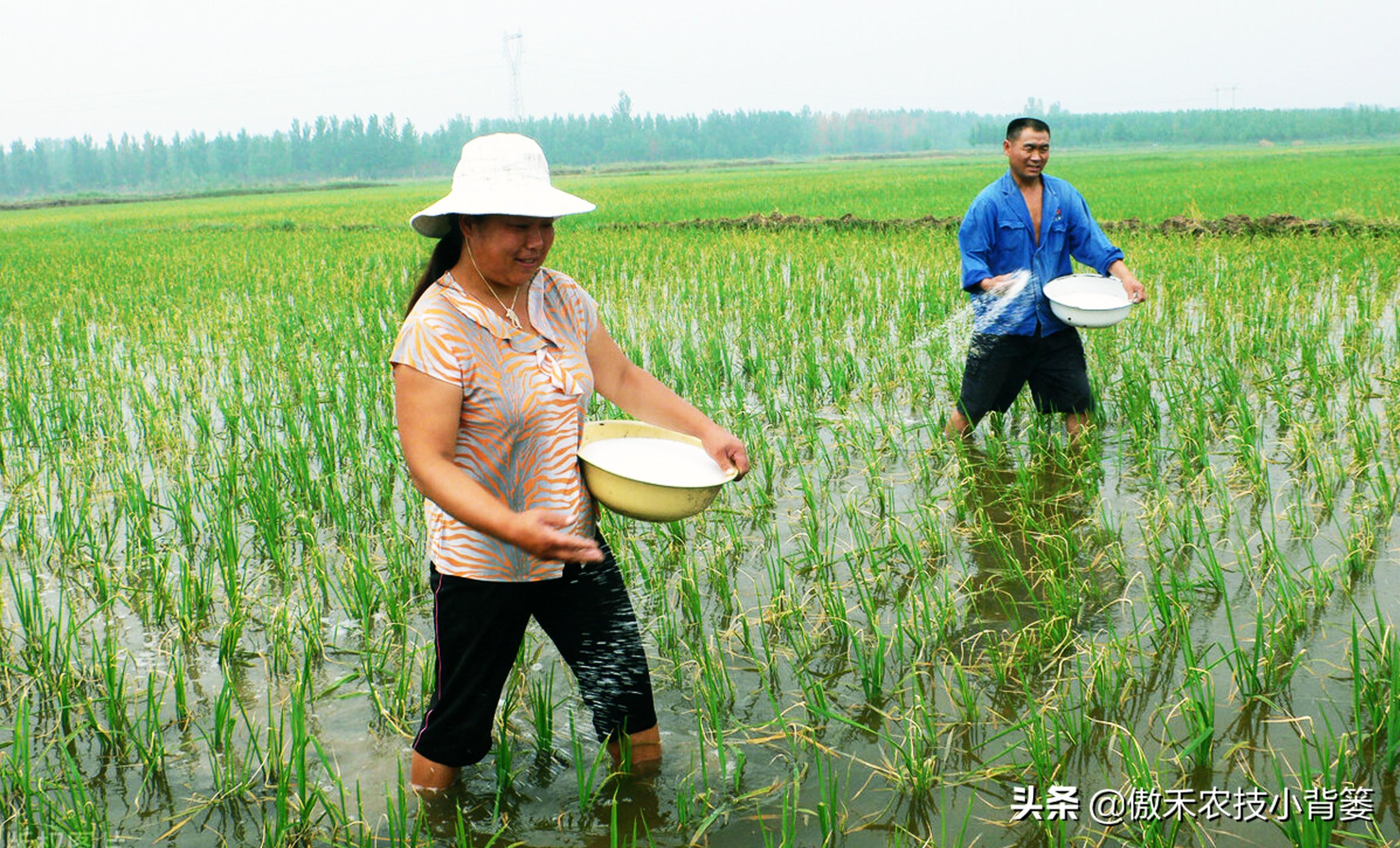 水稻怎么施肥比较好_水稻施肥技术