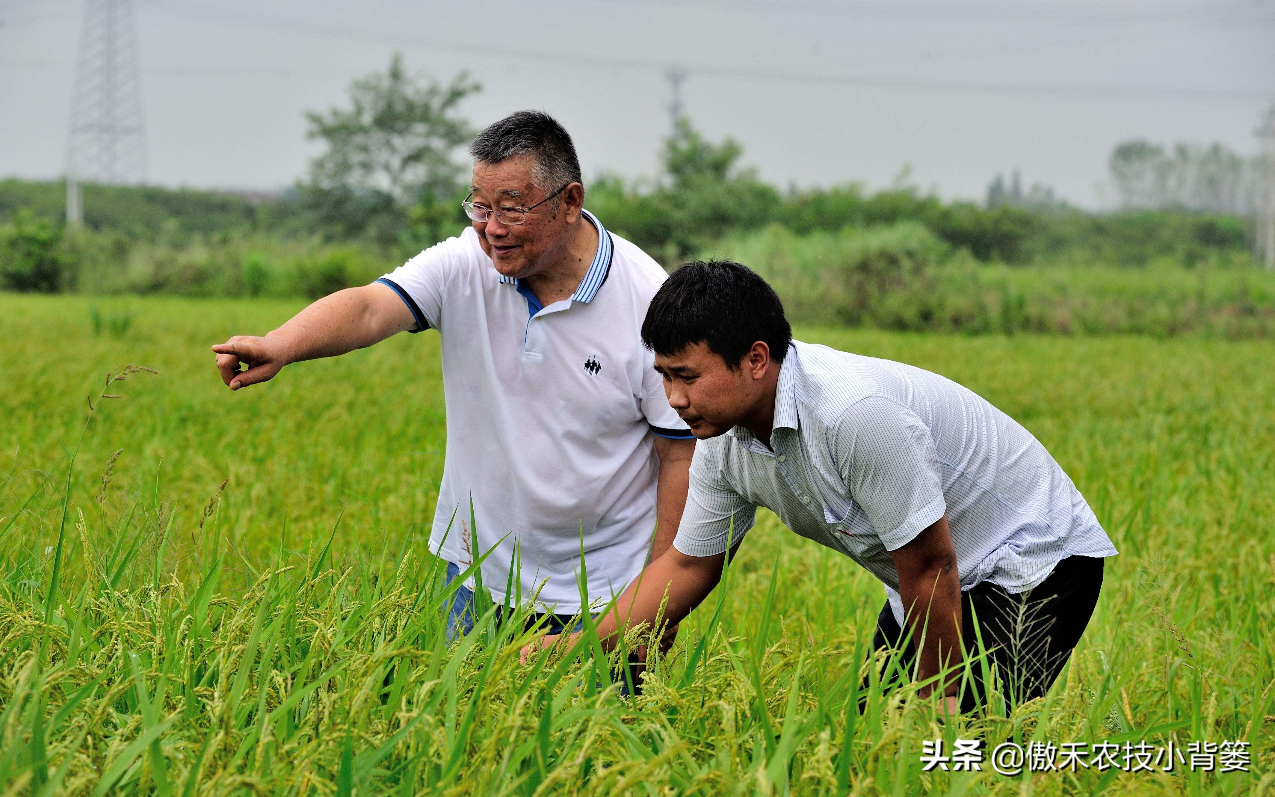 水稻怎么施肥比较好_水稻施肥技术