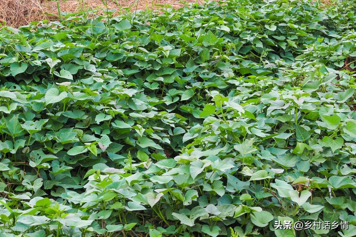 红薯怎么种_红薯种植技术