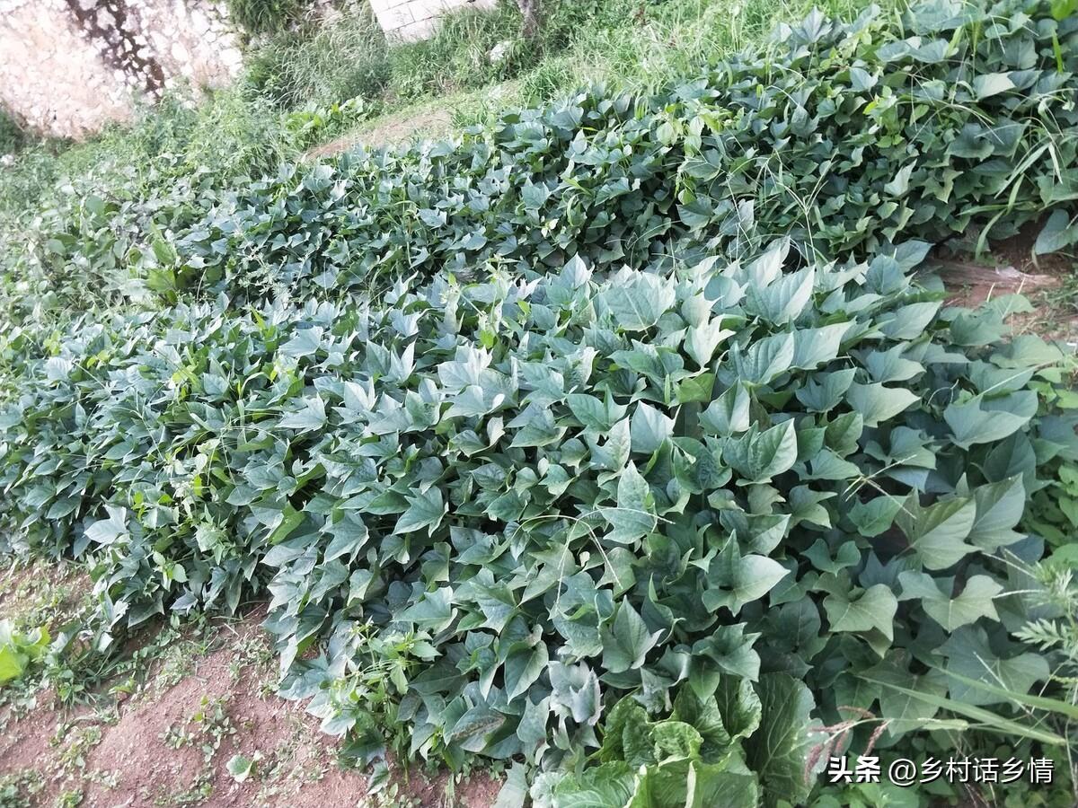红薯怎么种_红薯种植技术