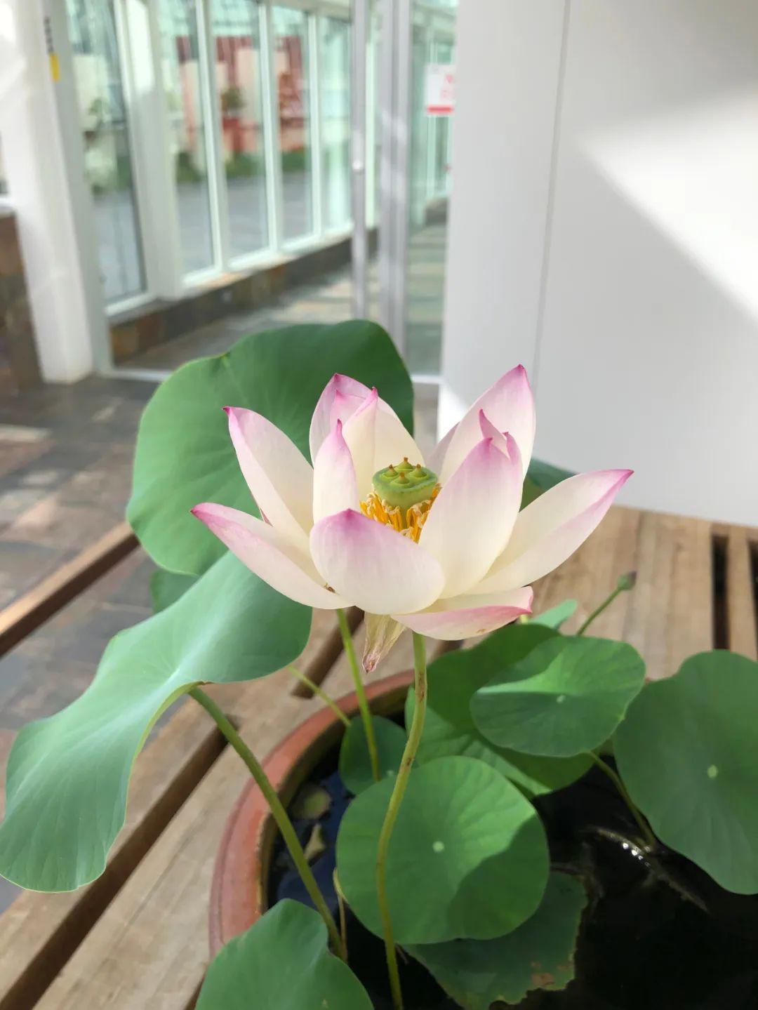 碗莲怎么种植_碗莲的种植方法