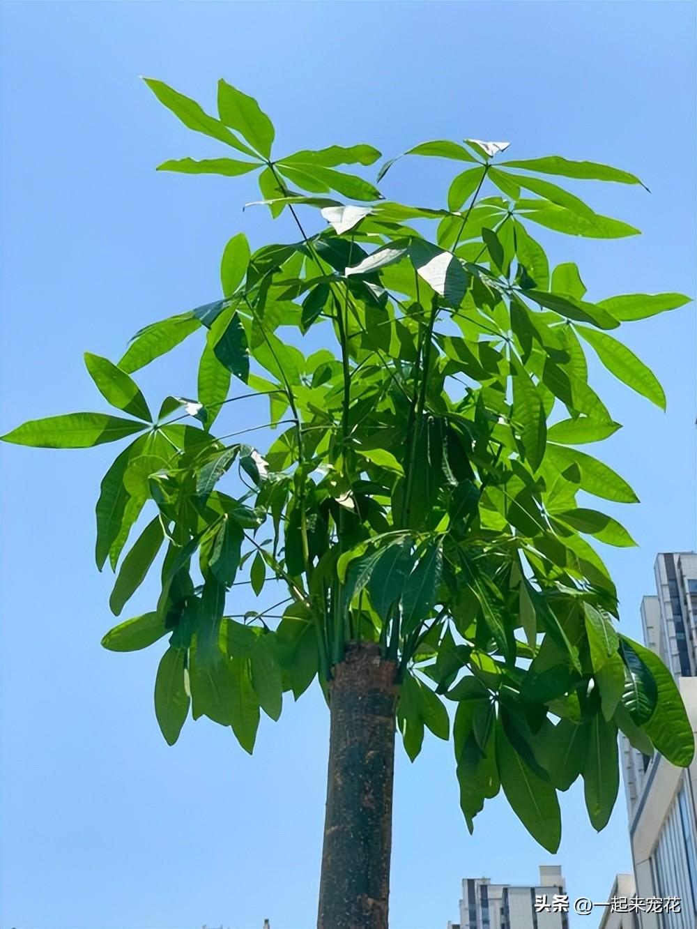 发财树怎么养护_发财树养护方法与技巧