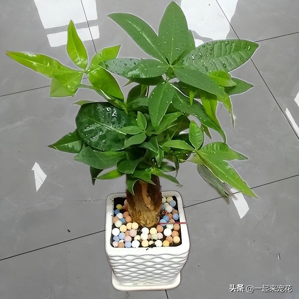 发财树怎么养护_发财树养护方法与技巧