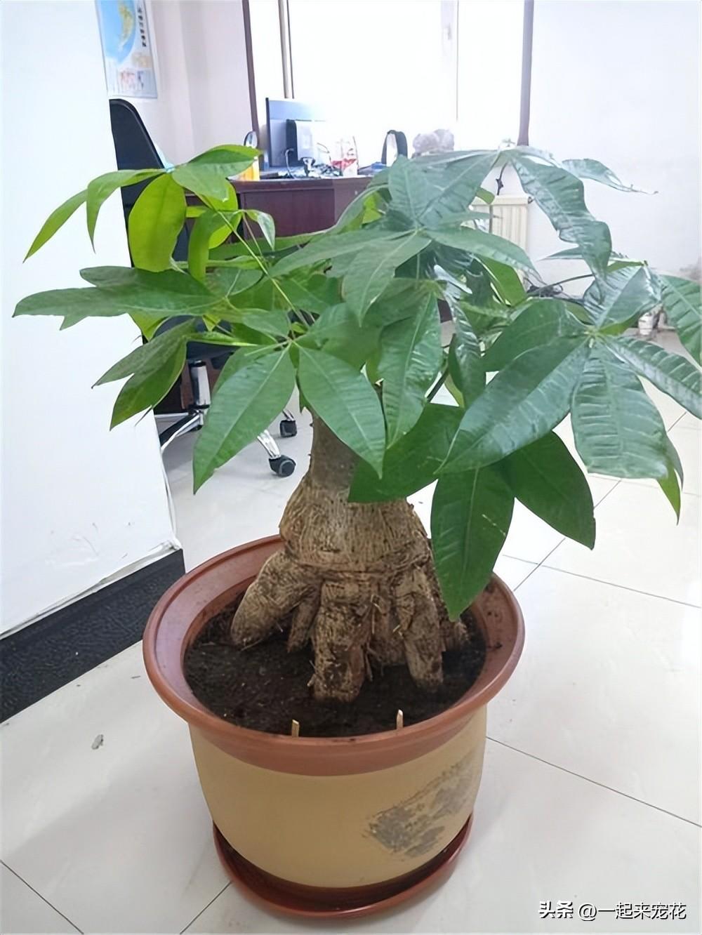 发财树怎么养护_发财树养护方法与技巧