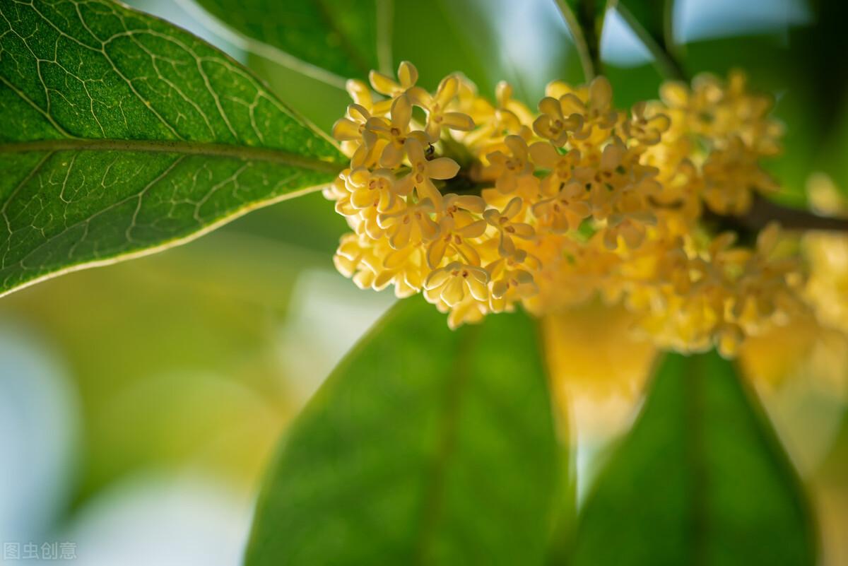 桂花为何这么香_桂花的特征和作用
