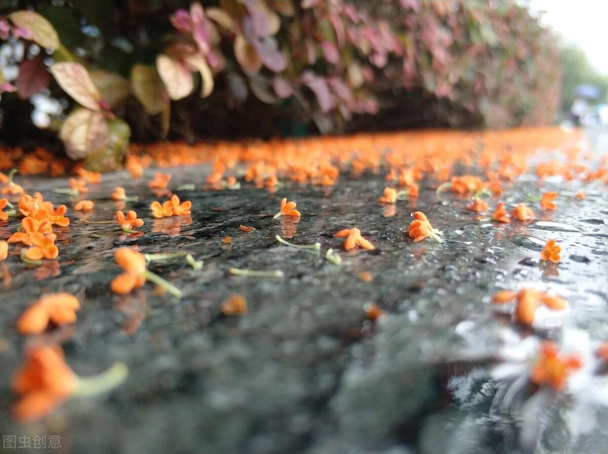 桂花为何这么香_桂花的特征和作用