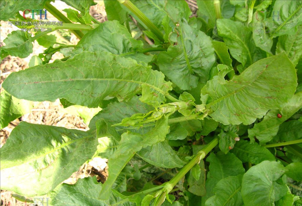 什么是野菠菜_野菠菜的功效和作用