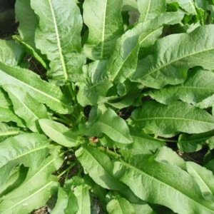 什么是野菠菜_野菠菜的功效和作用