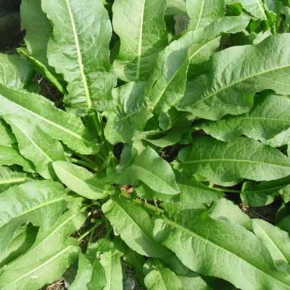什么是野菠菜_野菠菜的功效和作用